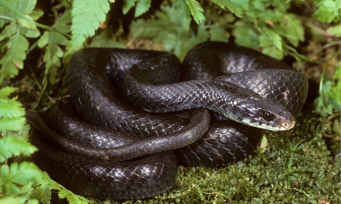 A black snake coiled up in the grass Description automatically generated