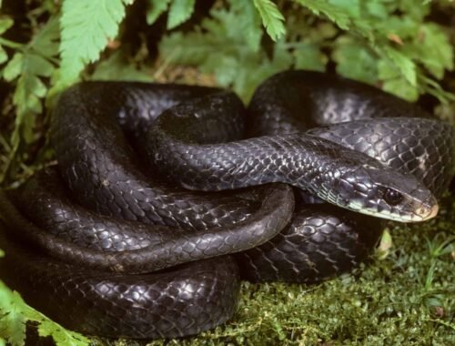 A black snake coiled up in the grass Description automatically generated