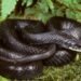 A black snake coiled up in the grass Description automatically generated